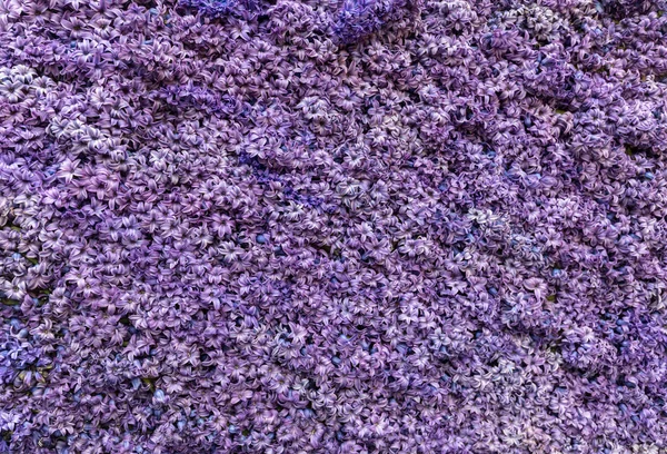 Contexte Abstrait Gros Plan Sur Les Jacinthes Violettes Fleurs — Photo