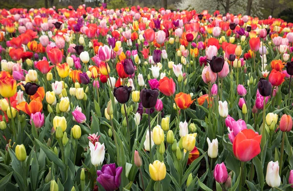 Fleurs Tulipes Colorées Fleurissant Dans Jardin — Photo