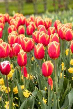 bir bahçede çiçek açan kırmızı lale çiçek