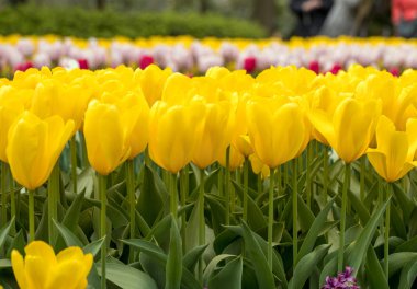 bir bahçede çiçek açan turuncu Lale çiçek