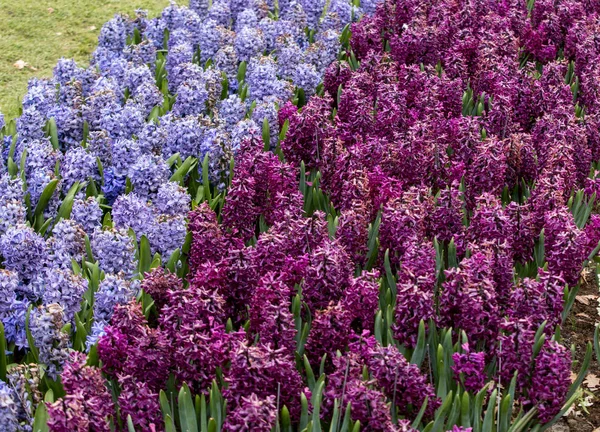 紫色和蓝色风信子花盛开在花园里 — 图库照片