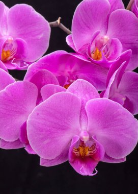 siyah arka plan üzerine izole pembe orkide çiçek