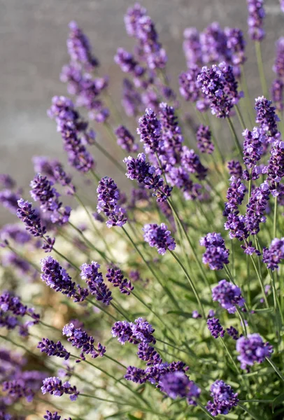 Garden Flourishing Lavender — Stock Photo, Image