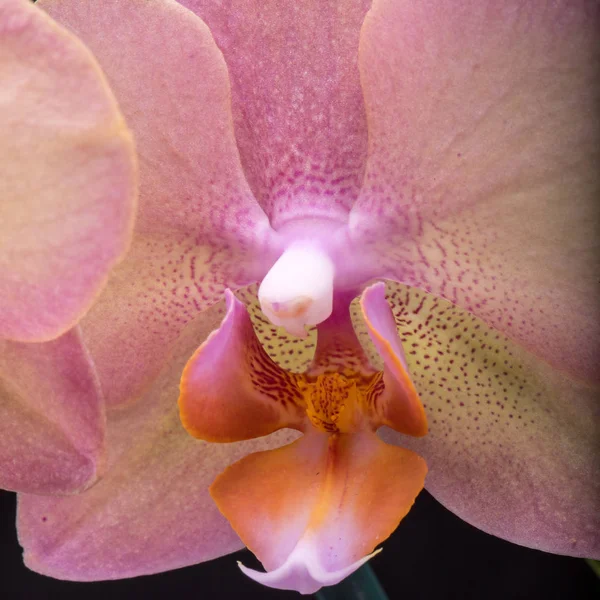 Pastel Orchid Flower Isolated Black Background — Stock Photo, Image