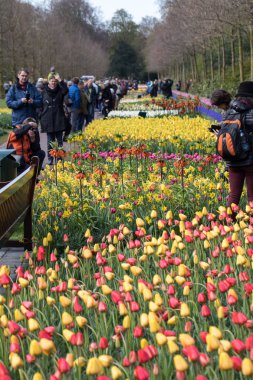 Lisse, Hollanda - 19 Nisan 2017: Lisse, Hollanda, Hollanda Keukenhof Garden ziyaretçi.