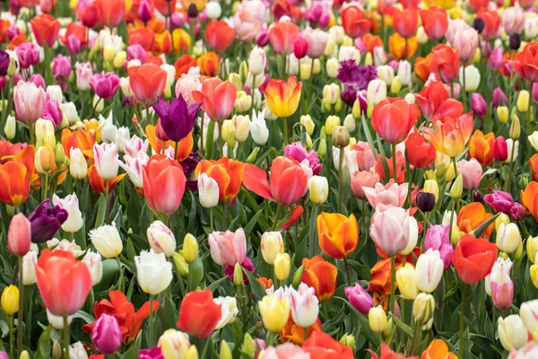 Barevné Tulipány Květiny Kvetoucí Zahradě — Stock fotografie