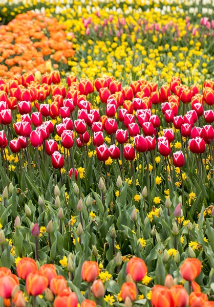 Tulipani Colorati Narcisi Che Sbocciano Giardino — Foto Stock