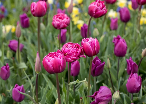 Kwiaty Fioletowe Tulipany Kwitnące Ogrodzie — Zdjęcie stockowe