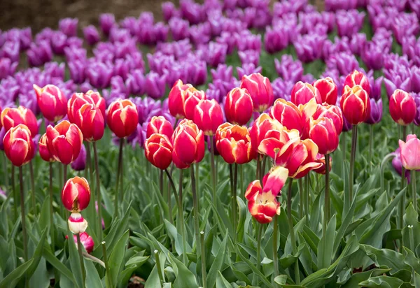 Fiori Tulipani Colorati Che Fioriscono Giardino — Foto Stock