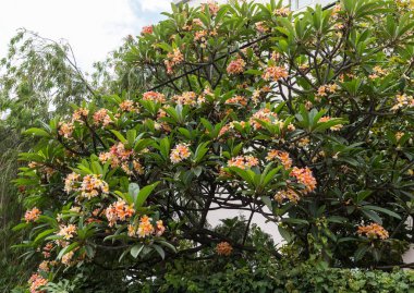 Bir parkta güzel Plumeria rubra ağacının görünümü