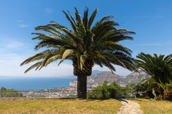 Palmboom Met Golf Van Napels Vesuvius Achtergrond — Stockfoto