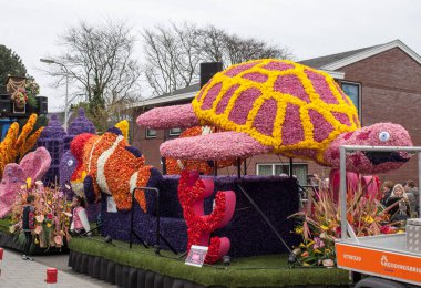 Noordwijkerhout, Hollanda - 21 Nisan 2017: Platform ile Lale ve sümbül sırasında geleneksel çiçek geçit törenini Bloemencorso Noordwijk üzerinden Hollanda'da Haarlem. 
