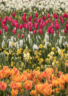 Bollenstreek, Güney Hollanda, Hollanda Lale alanlara 