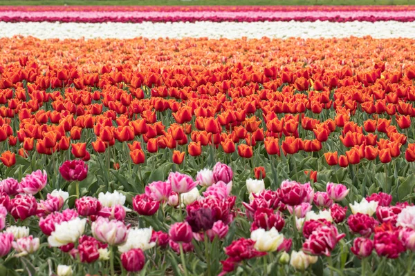 Campi Tulipani Del Bollenstreek Olanda Meridionale Paesi Bassi — Foto Stock