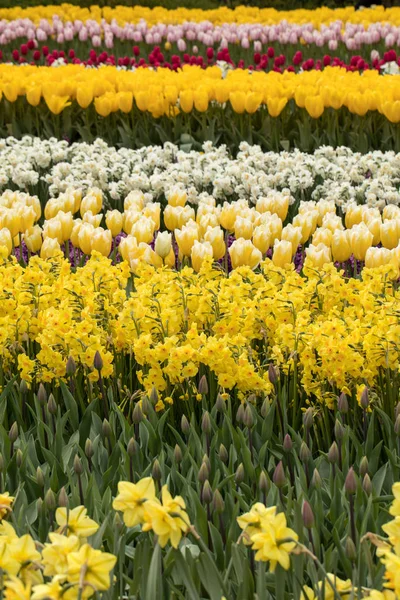 Lale alanları Bollenstreek, Güney Hollanda, Hollanda 