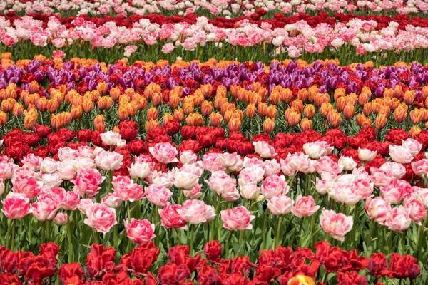 Campi Tulipani Del Bollenstreek Olanda Meridionale Paesi Bassi — Foto Stock