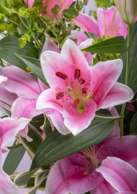 Pembe zambak çiçeğine yaklaş