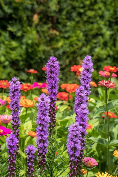 Liatris Spicata Virágok Nyári Kertben — Stock Fotó