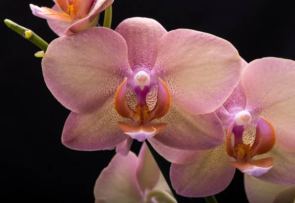 Pastellrosa Orkidé Blomma Isolerad Svart Bakgrund — Stockfoto