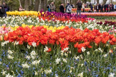 Lisse, Hollanda - 19 Nisan 2017: Lisse, Hollanda, Hollanda Keukenhof Garden ziyaretçi.