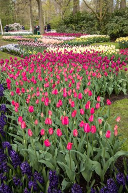 Lisse Hollanda - 19 Nisan 2017: Lisse, Hollanda, Hollanda Keukenhof Garden ziyaretçi.