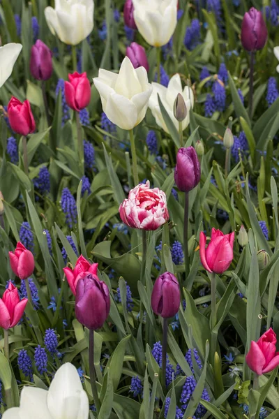 Kolorowe Tulipany Hiacynt Niebieski Kwitnący Ogrodzie — Zdjęcie stockowe