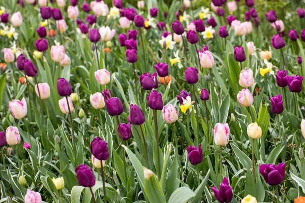 Kolorowe Tulipany Żonkile Kwitnący Ogrodzie — Zdjęcie stockowe
