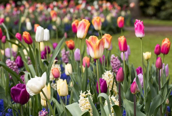 Красочные Тюльпаны Гиацинты Цветущие Саду — стоковое фото
