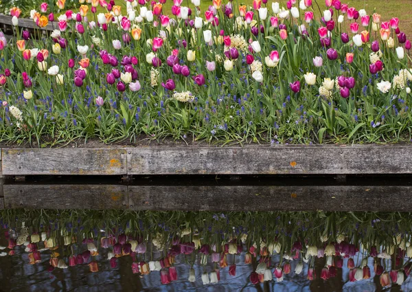 Colorful Tulips Blooming Garden Mirror Image Water — Stock Photo, Image