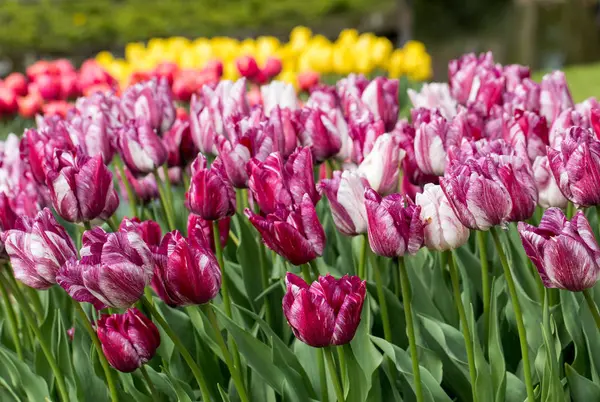 Kwiaty Fioletowe Tulipany Kwitnące Ogrodzie — Zdjęcie stockowe