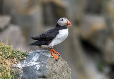Atlantik martısı, bilinen adıyla martı. 