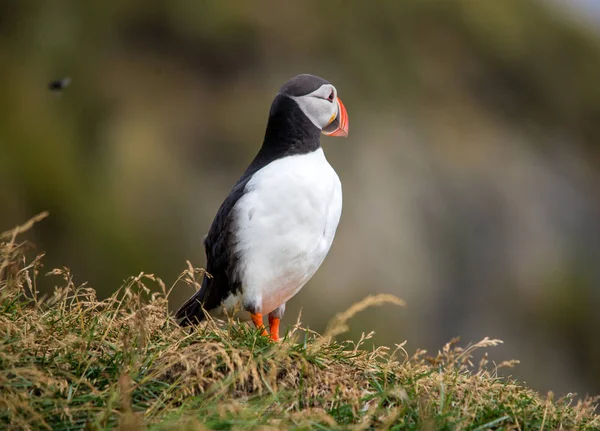 Atlanti Puffin Más Néven Közönséges Puffin — Stock Fotó