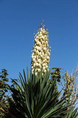 Yucca gloriosa veya İspanyol hançer, çan şeklinde çiçek panicles görüntüleme
