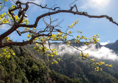 Pico yapmak Arieiro görülen Balcoes bakış açısı, Ribeiro Firo, Madeira, Portekiz