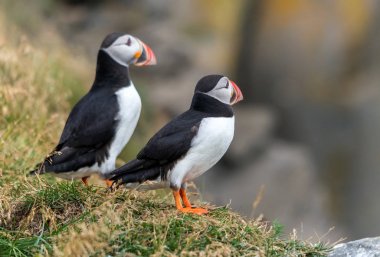 Atlantik martısı, bilinen adıyla martı. 