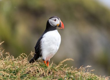 Atlantik martısı, bilinen adıyla martı. 