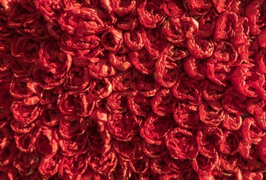 Arka plan. Yakın çekim kırmızı lale çiçek