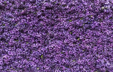 Abstract background . Close-up of violet hyacinths flowers clipart