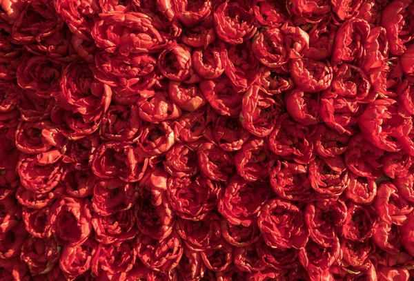 Arka plan. Yakın çekim kırmızı lale çiçek