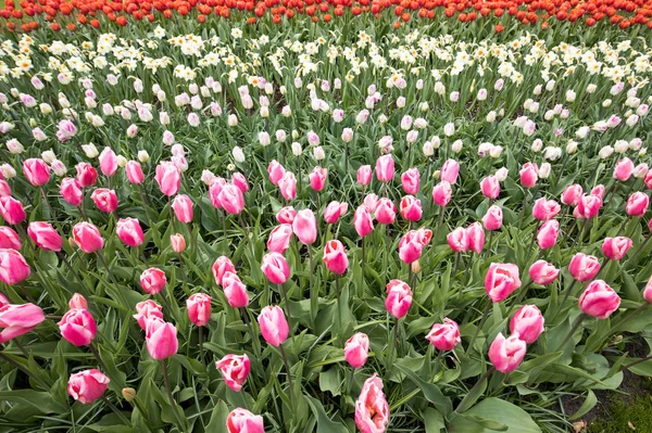 Contexte Abstrait Fleurs Tulipes Colorées Fleurissant Dans Parc — Photo