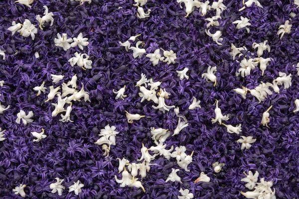 Abstrakt Bakgrund Närbild Lila Och Vita Hyacinter Blommor — Stockfoto