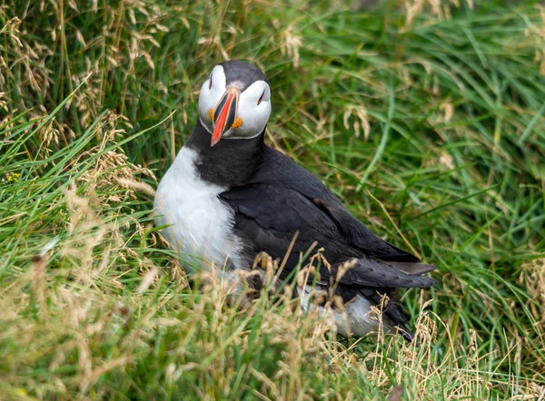 Puffin Atlantycki Znany Również Jako Pospolity Puffin — Zdjęcie stockowe