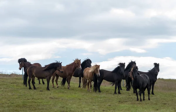 Eine Herde Islandpferde Auf Einer Weide Island — Stockfoto