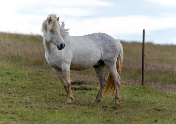 Stádo Islandských Koní Pastvině Islandu — Stock fotografie