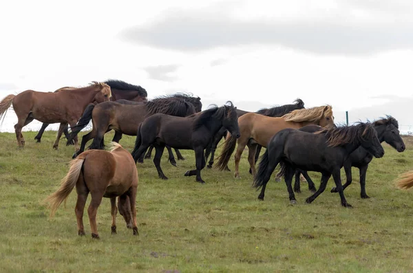 Rebanho Cavalos Islandeses Pasto Islândia — Fotografia de Stock