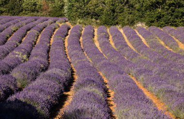 Lavanta tarlada Sault Provence, Fransa.