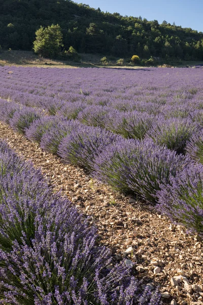 Campo Lavanda Provenza Vicino Sault Francia — Foto Stock