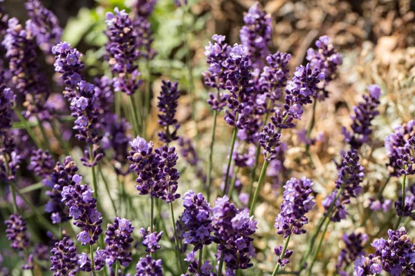 Flourishing Lavender Provence Sault France — Stock Photo, Image