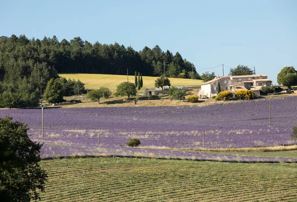 Levandulová Pole Poblíž Sault Provence Francie — Stock fotografie