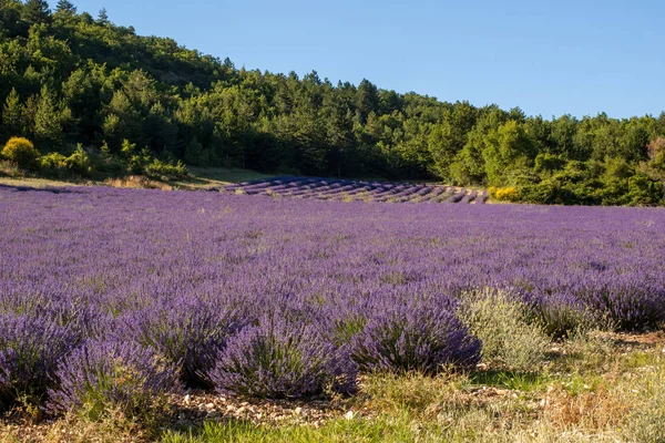 Campo Lavanda Provença Perto Sault França — Fotografia de Stock